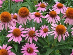 ดอกคอร์น ฟาวเวอร์ สีม่วง  Purple Coneflower