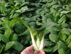 กวางตุ้งหวาน แคนตั้น  Canton Pak Choi