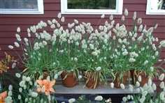 หญ้าหางกระต่าย  BUNNY TAILS GRASS