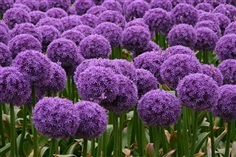 เมล็ดไจแอนท์ ออลเลี่ยม Giant ALLIUM GLOBEMASTER 