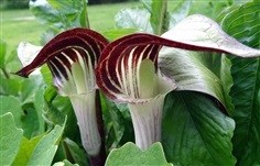 มังกรสีน้ำตาล  Jack in the pulpit Arisaema Triphyllum