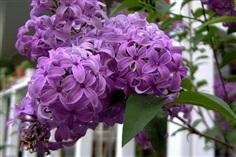 ดอกไลแลค สีม่วง (หอมมาก) Lilac OLD FASHION 