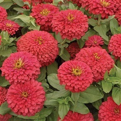 ดอกบานชื่นซัลมอน ควีน  SALMON QUEEN ZINNIA