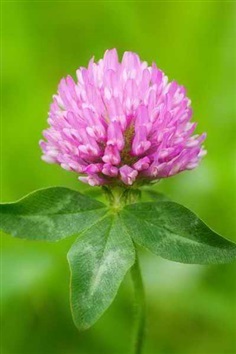 เมล็ดพันธุ์ โคลเวอร์ (Clover Seeds)