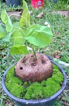 ว่านสบู่เลือด ตัวเมีย Stephania venosa (blume) Spreng +มอสส์ | รุ่งอรุณไม้ประดับ - บ้านฉาง ระยอง