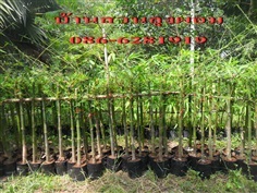 ต้นพันธุ์ไผ่เลี้ยงหวาน  | บ้านสวนลุงผอม - ประจันตคาม ปราจีนบุรี