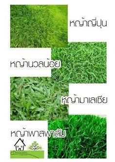 จำหน่ายหญ้าทุกชนิด | บ้านไทร ใบหญ้า - หนองเสือ ปทุมธานี