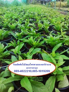 รับผลิตต้นไม้/สมุนไพรราคา 5-10 บาท