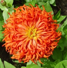 ดอกบานชื่นแคคตัส คละสี Cactus Zinnia mix