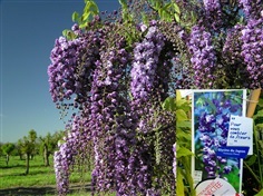 Wisteria ดอกฟูจิ วิสทีเรียสีม่วงดอกซ้อน จากฝรั่งเศส