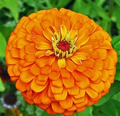 ดอกบานชื่น สีส้ม Orange king Zinnia
