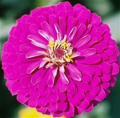 ดอกบานชื่นดอกซ้อนสีม่วง Purple CHERRY QUEEN ZINNIA
