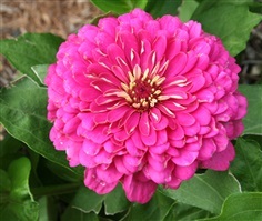 ดอกบานชื่นสีชมพู Luminosa Pink zinnia