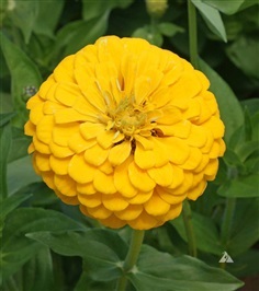 ดอกบานชื่นดอกซ้อน สีเหลือง  YELLOW CANARY BIRD ZINNIA