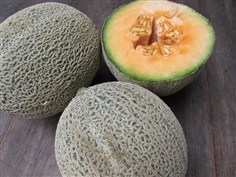 เมล่อนไอโรกัว  melon-iroquois-cantaloupe