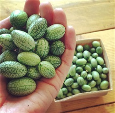 แตงกวาจิ๋วแม๊กซิกัน Maxican Cucamelon 