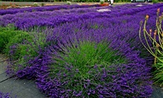 ดอกอิงลิช ลาเวนเดอร์  Lavender ENGLISH 
