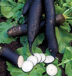 หัวไชเท้ายาวสีดำ Long Black Radish