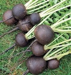 หัวไชเท้ากลมสีดำ Round Black Radish