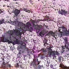 ผักคะน้าใบหยิก สีม่วง  Scarlet Kale Seed