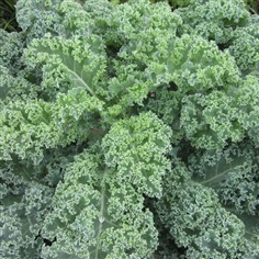 ผักคะน้าใบหยิก VATES BLUE CURLED KALE