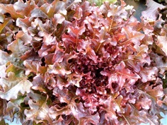 ผักเรด สลัด โบล์ว  RED SALAD BOWL LEAF LETTUCE