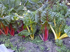 ผักเรนโบวว์ สวิท ชาร์ด  Rainbow Swiss Chard