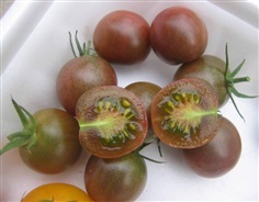 มะเขือเทศเชอรี่ สีน้ำตาล  Brown Cherry tomato