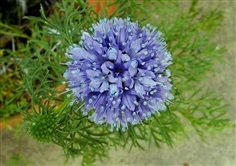 ดอกลูกโลกสีฟ้า  GLOBE GILIA Capitata Flower