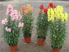 ดอกลิ้นมังกร คละแบบคละสี  antriihinum mix | ไม้ดอกออนไลน์ - บางใหญ่ นนทบุรี