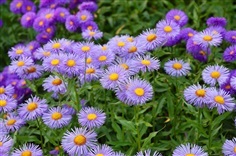 เดซี่หิมาลัยerigeron BLUE FLEABANE DAISY