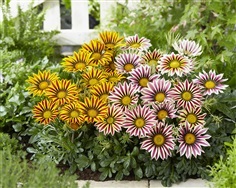 ดอกกลาซาเนีย คละสี คละแบบ  Gazania Mixed