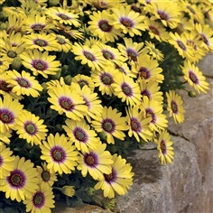 ดอกแอฟริกันเดซี่ คละสี  African daisy Mixed | ไม้ดอกออนไลน์ - บางใหญ่ นนทบุรี