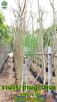ขายต้นจามจุรี ลำต้น2นิ้ว สูง2.5-3เมตร ราคาถูก