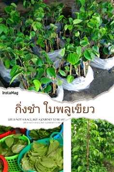 กิ่งชำพลูเขียว | สวนพลูบ้านโป่ง - บ้านโป่ง ราชบุรี