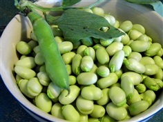 ถั่วปากอ้า Broad Bean  | ไม้ดอกออนไลน์ - บางใหญ่ นนทบุรี