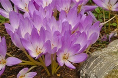 Crocus บัวดินฝรั่ง | ไม้ดอกออนไลน์ - บางใหญ่ นนทบุรี