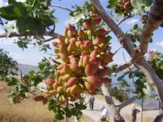 ถั่วกาเซียนเท็ป พิสทาชิโอ Gaziantep Pistachio