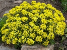 กุหลาบหิน โกลด์เด้นท์ คาแพด  Golden carpet sedum | ไม้ดอกออนไลน์ - บางใหญ่ นนทบุรี