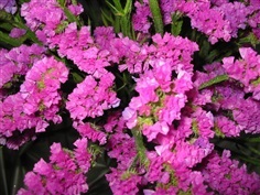 ดอกสแตติส สีชมพู  STATICE PINK - SEA LAVENDER | ไม้ดอกออนไลน์ - บางใหญ่ นนทบุรี