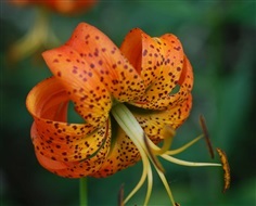 ดอกลิลลี่ เติร์ก สีส้ม  Lily Orange TURKS CAP LILY