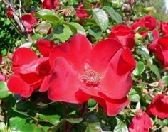 กุหลาบเลื้อยเจแปนนิส เรด โรส  JAPANESE RED ROSE