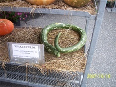 น้ำเต้างู Snake Gourd