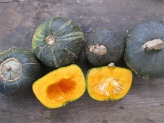 ฟักทองบัตเตอร์คัพ Burgess Buttercup Winter Squash | ไม้ดอกออนไลน์ - บางใหญ่ นนทบุรี