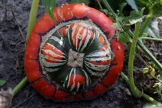 ฟักทองผ้าโพกหัว เติร์ก  American TURKS TURBAN SQUASH GOURD