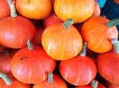 ฟักทองญี่ปุ่น สีส้ม  Orange Japanese Pumpkin