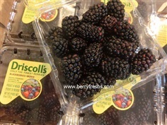 แบล็คเบอรี่ blackberry Driscolls ขนาดแพ็ค 170กรัม
