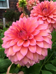 รักแรกปอมปอน Pompon Dahlia Mixed