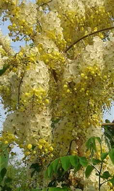 คูณขาว (ราชพฤกษ์ขาว) ดอกคูณขาว ต้นคูณ | บ้านสวนรัตนสุวรรณ์ - สอยดาว จันทบุรี