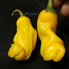 พริกกะจู๋ สีเหลือง yellow pennis pepper | ไม้ดอกออนไลน์ - บางใหญ่ นนทบุรี